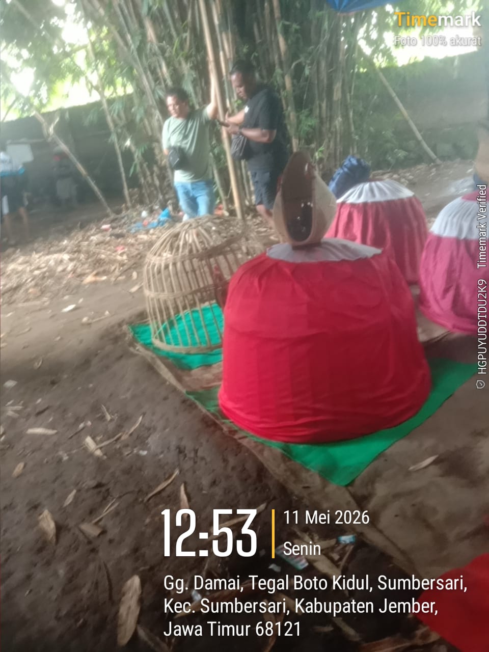 Judi Sambung Ayam di Tegal Boto Kidul, Sumbersari, Seakan APH tutup mata